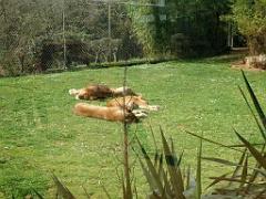 149 BIO PARC DE DOUE LA FONTAINE 7- 2016_000042